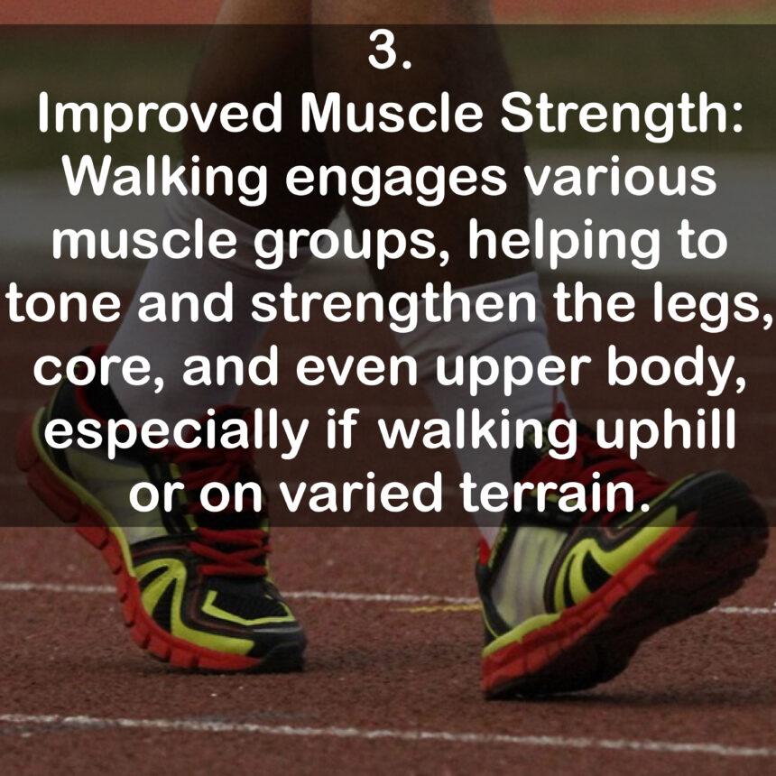 3. Improved Muscle Strength: Walking engages various muscle groups, helping to tone and strengthen the legs, core, and even upper body, especially if walking uphill or on varied terrain.