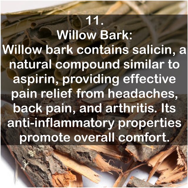 11. Willow Bark: Willow bark contains salicin, a natural compound similar to aspirin, providing effective pain relief from headaches, back pain, and arthritis. Its anti-inflammatory properties promote overall comfort.