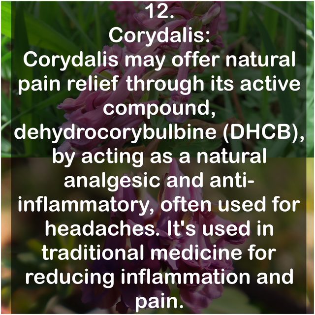 12. Corydalis: Corydalis may offer natural pain relief through its active compound, dehydrocorybulbine (DHCB), by acting as a natural analgesic and anti-inflammatory, often used for headaches. It's used in traditional medicine for reducing inflammation and pain.