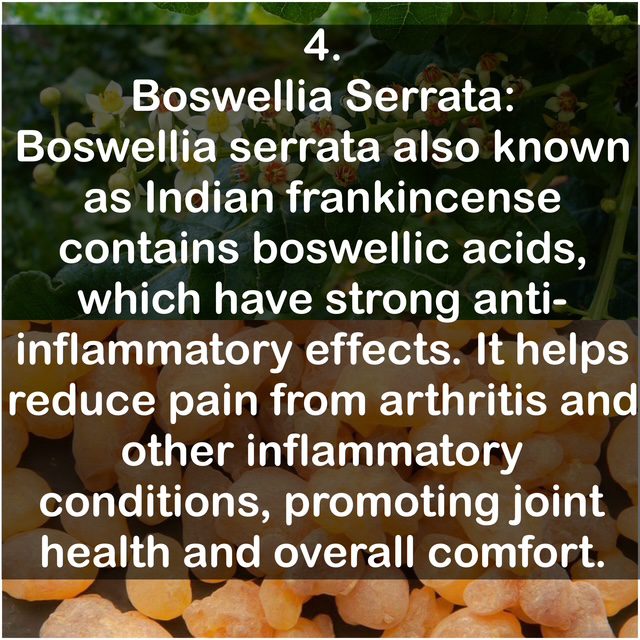 4. Boswellia Serrata: Boswellia serrata also known as Indian frankincense contains boswellic acids, which have strong anti-inflammatory effects. It helps reduce pain from arthritis and other inflammatory conditions, promoting joint health and overall comfort.