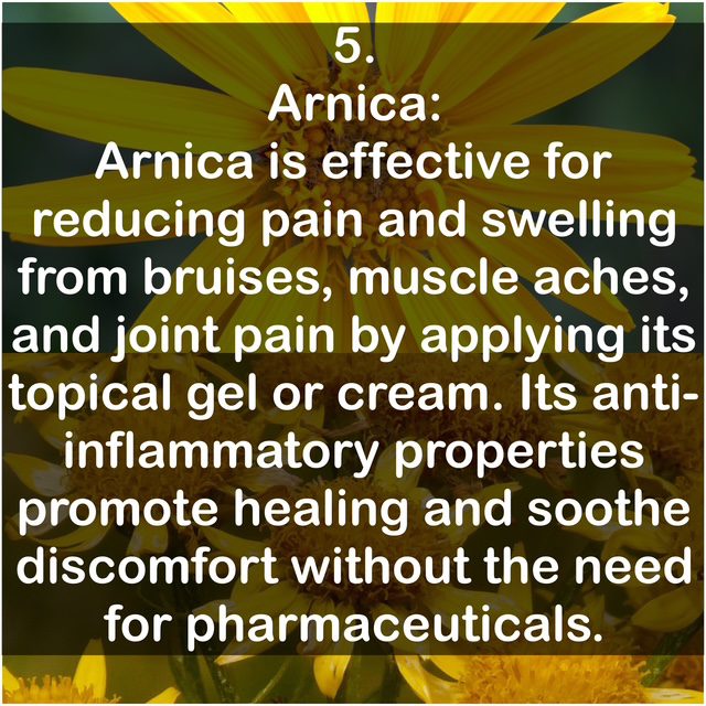 5. Arnica: Arnica is effective for reducing pain and swelling from bruises, muscle aches, and joint pain by applying its topical gel or cream. Its anti-inflammatory properties promote healing and soothe discomfort without the need for pharmaceuticals.