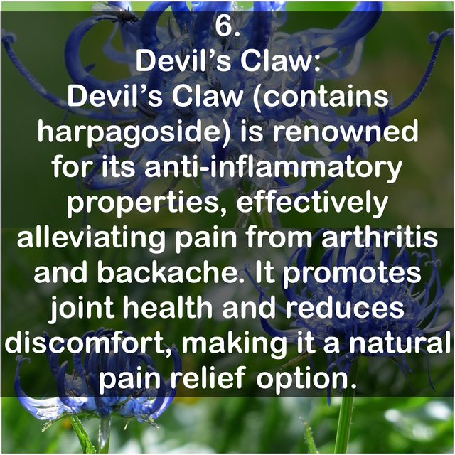 6. Devil's Claw: Devil's Claw (contains harpagoside) is renowned for its anti-inflammatory properties, effectively alleviating pain from arthritis and backache. It promotes joint health and reduces discomfort, making it a natural pain relief option.