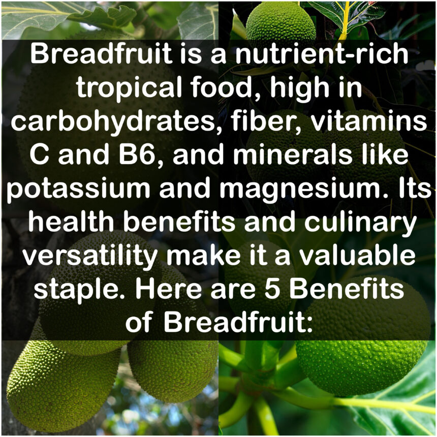 Breadfruit is a nutrient-rich tropical food, high in carbohydrates, fiber, vitamins C and B6, and minerals like potassium and magnesium. Its health benefits and culinary versatility make it a valuable staple. Here are 5 Benefits of Breadfruit: