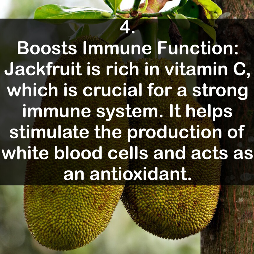 4. Boosts Immune Function: Jackfruit is rich in vitamin C, which is crucial for a strong immune system. It helps stimulate the production of white blood cells and acts as an antioxidant.