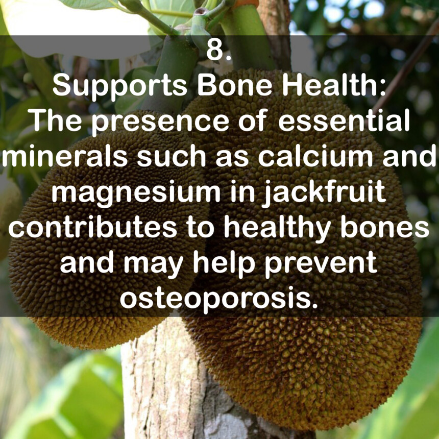 8. Supports Bone Health: The presence of essential minerals such as calcium and magnesium in jackfruit contributes to healthy bones and may help prevent osteoporosis.