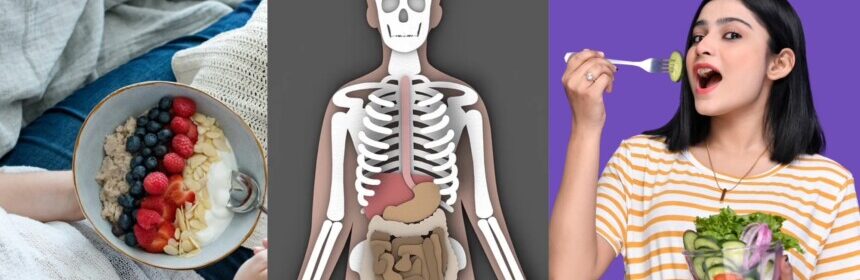 How Is Food Digested in the Body? A Clear, Human Guide to What Really Happens After You Eat