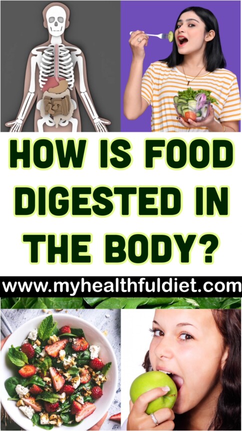 How Is Food Digested in the Body? A Clear, Human Guide to What Really Happens After You Eat