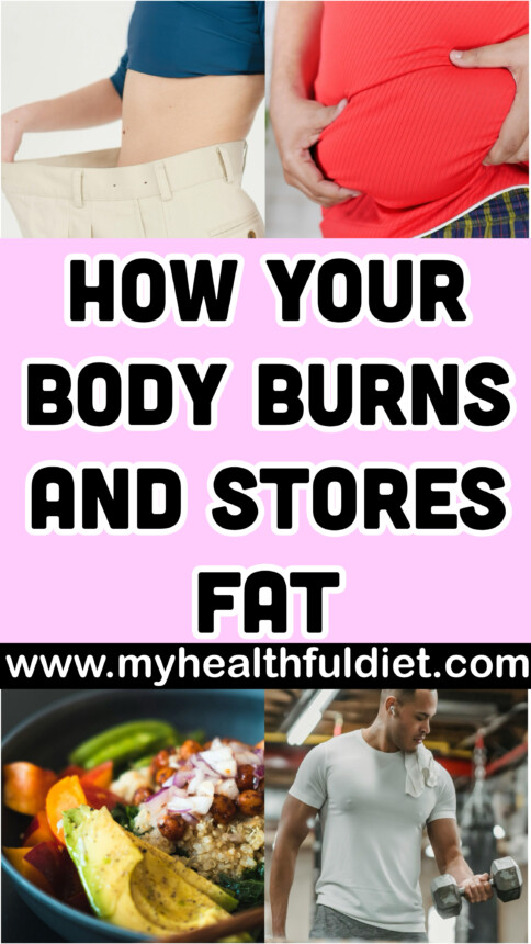 How Your Body Burns and Stores Fat