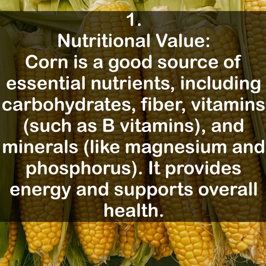 1. Nutritional Value: Corn is a good source of essential nutrients, including carbohydrates, fiber, vitamins (such as B vitamins), and minerals (like magnesium and phosphorus). It provides energy and supports overall health.