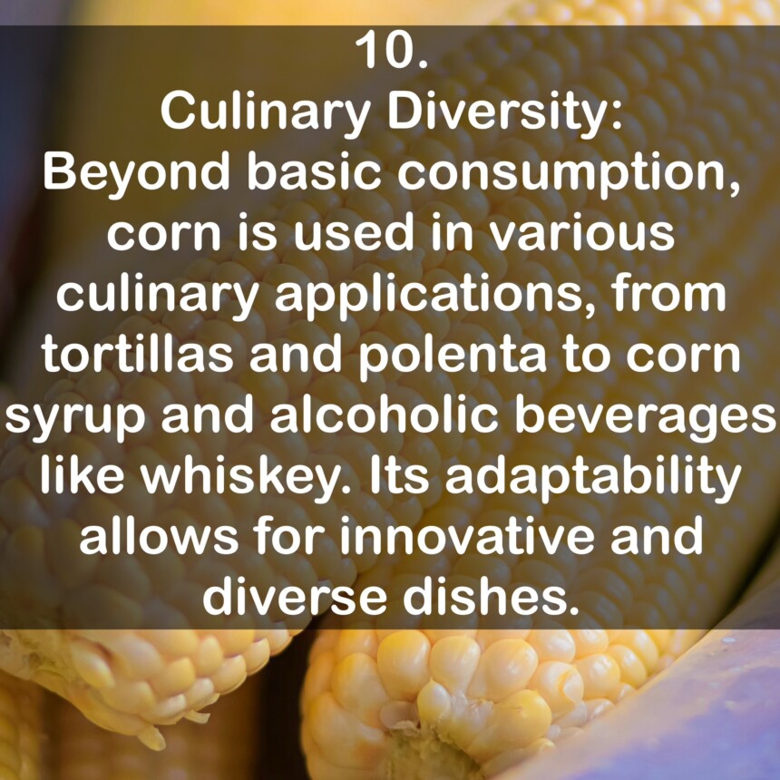 10. Culinary Diversity: Beyond basic consumption, corn is used in various culinary applications, from tortillas and polenta to corn syrup and alcoholic beverages like whiskey. Its adaptability allows for innovative and diverse dishes.