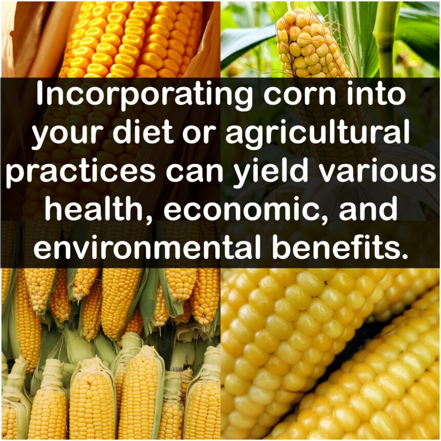 Incorporating corn into your diet or agricultural practices can yield various health, economic, and environmental benefits.
