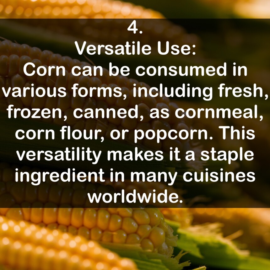 4. Versatile Use: Corn can be consumed in various forms, including fresh, frozen, canned, as cornmeal, corn flour, or popcorn. This versatility makes it a staple ingredient in many cuisines worldwide.