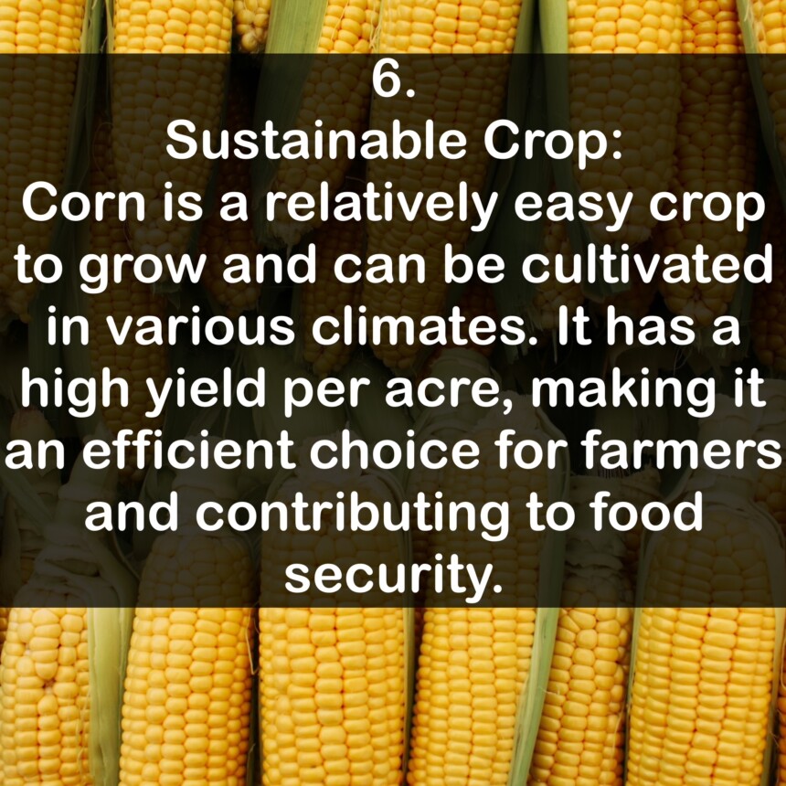 6. Sustainable Crop: Corn is a relatively easy crop to grow and can be cultivated in various climates. It has a high yield per acre, making it an efficient choice for farmers and contributing to food security.