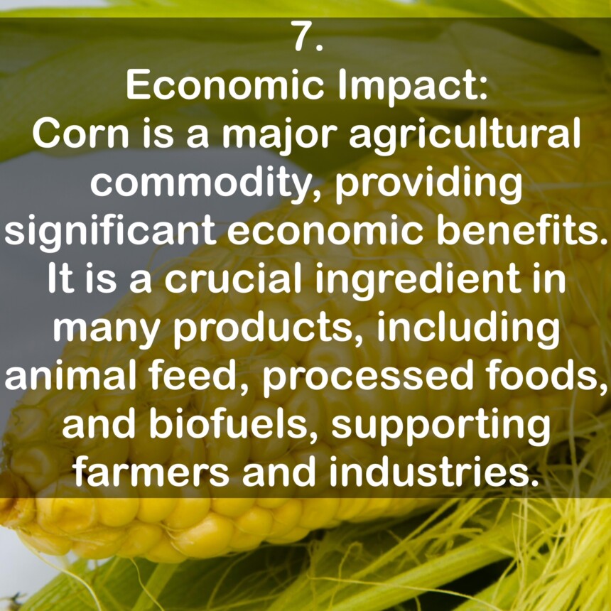 7. Economic Impact: Corn is a major agricultural commodity, providing significant economic benefits. It is a crucial ingredient in many products, including animal feed, processed foods, and biofuels, supporting farmers and industries.