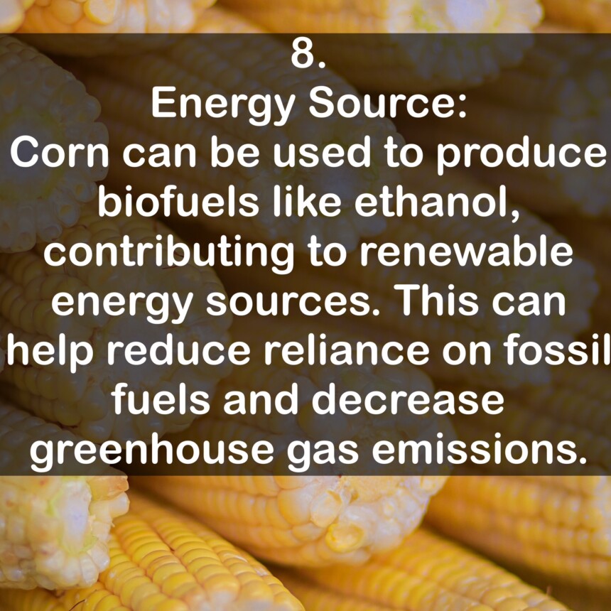 8. Energy Source: Corn can be used to produce biofuels like ethanol, contributing to renewable energy sources. This can help reduce reliance on fossil fuels and decrease greenhouse gas emissions.