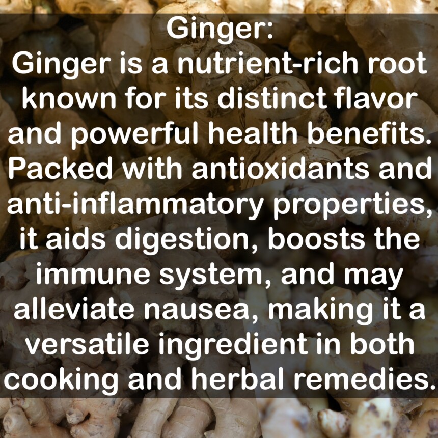 Ginger is a nutrient-rich root known for its distinct flavor and powerful health benefits. Packed with antioxidants and anti-inflammatory properties, it aids digestion, boosts the immune system, and may alleviate nausea, making it a versatile ingredient in both cooking and herbal remedies.