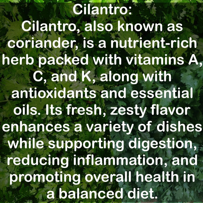 Cilantro, also known as coriander, is a nutrient-rich herb packed with vitamins A, C, and K, along with antioxidants and essential oils. Its fresh, zesty flavor enhances a variety of dishes while supporting digestion, reducing inflammation, and promoting overall health in a balanced diet.